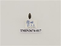 藏品(象鼻蟲(2))的圖片